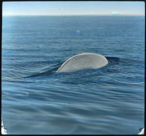 Image of White Whale
